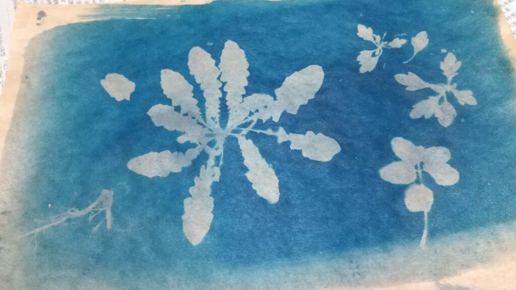 終了しました モニワー いろんな素材に青写真 サイアノタイプ でんくうトラベル